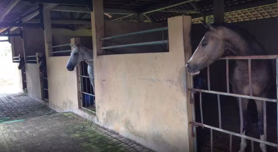 Tarukan Equestrian Center Bali Horse Riding in Canggu